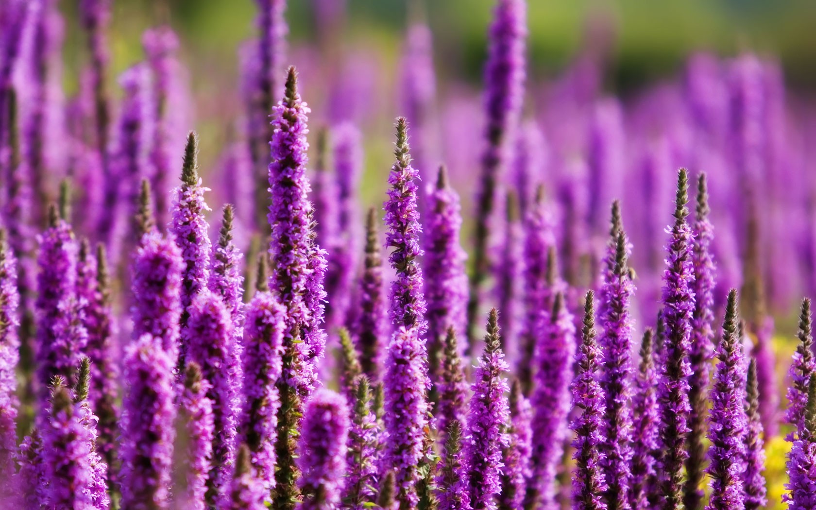 purple flowers in a field.